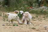 GOLDEN RETRIEVER 345